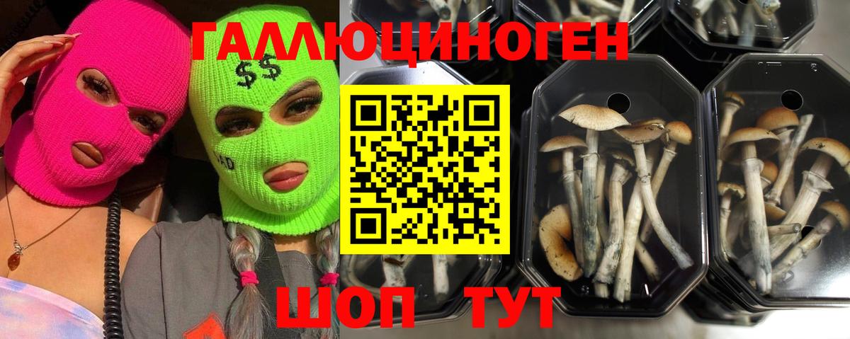 Псилоцибиновые грибы Psilocybe Родники